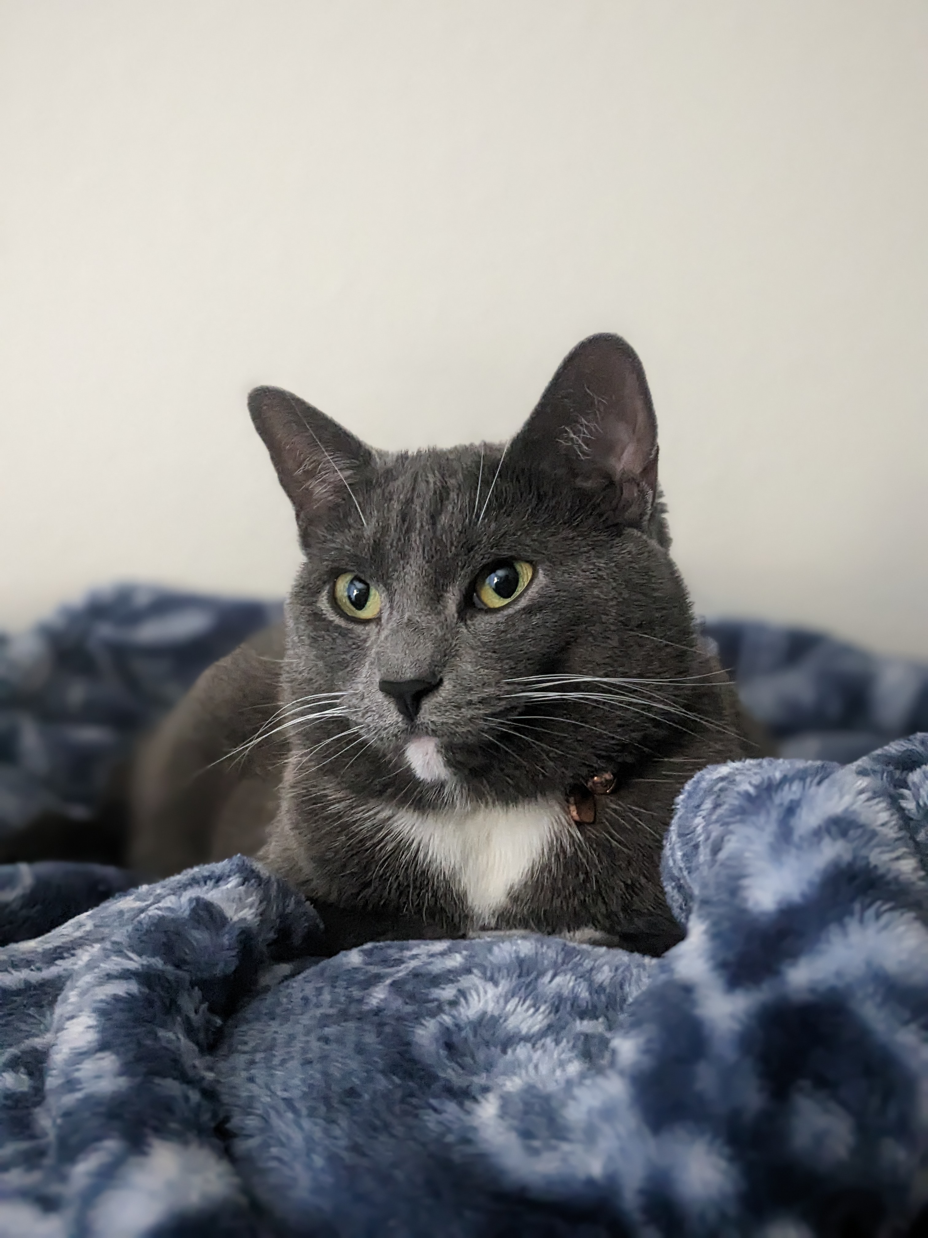 charley the cat